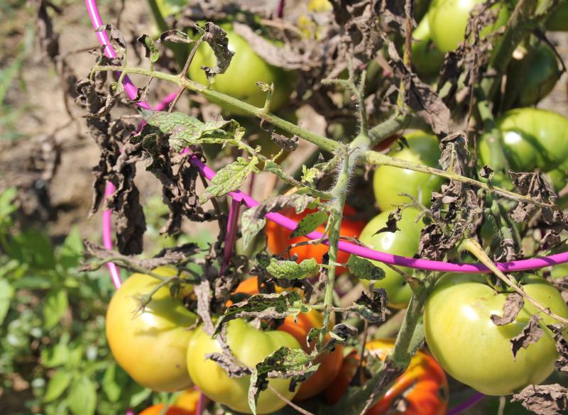 tomato leaves with leaf spot but no disease on fruit