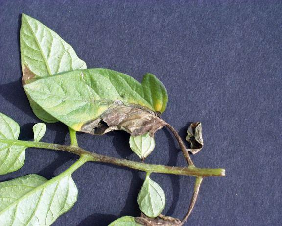 tomato leaves with late blight