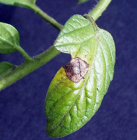 tomato leaf with early blight