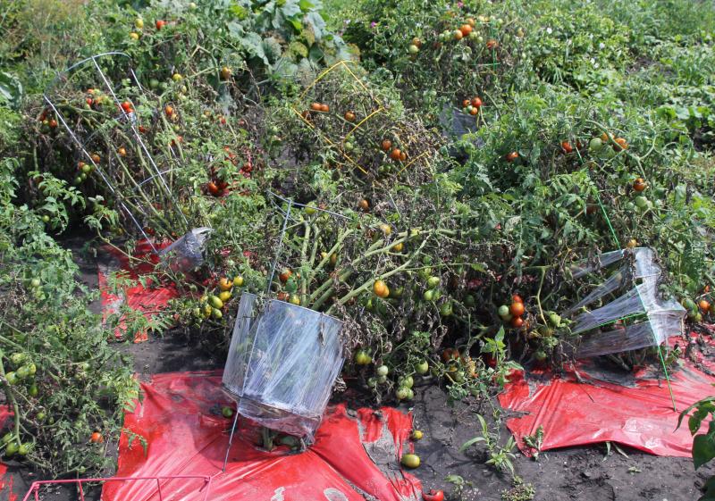 tomato plants in cages, tipping over from weight