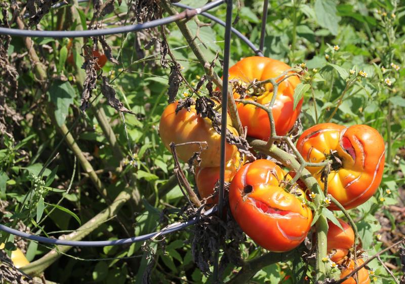 red ripe tomatoes with cracked skins