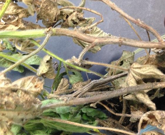 A soybean plant with noticable brown areas on the stem throughout.