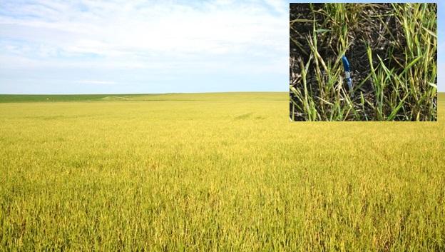yellowed wheat field
