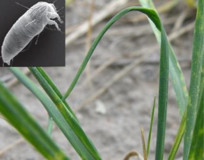 wheat stalks and a image of a wheat curl mite