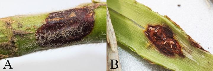 Two side-by-side images of a injured soybean plant. An "a" is on the left. A "b" is on the right.