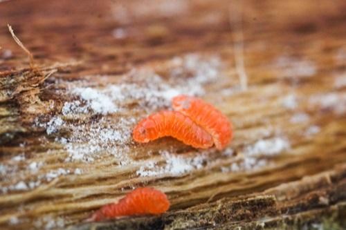 A brown soybean stem with three bright orange larva on it.