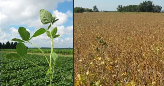 Two side-by-side images of soybeans at different growth stages. Left: Growth stage. Right: Near harvest.