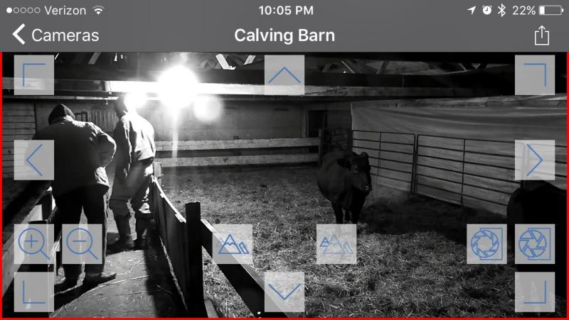 screen shot of a video screen recording a calving pen