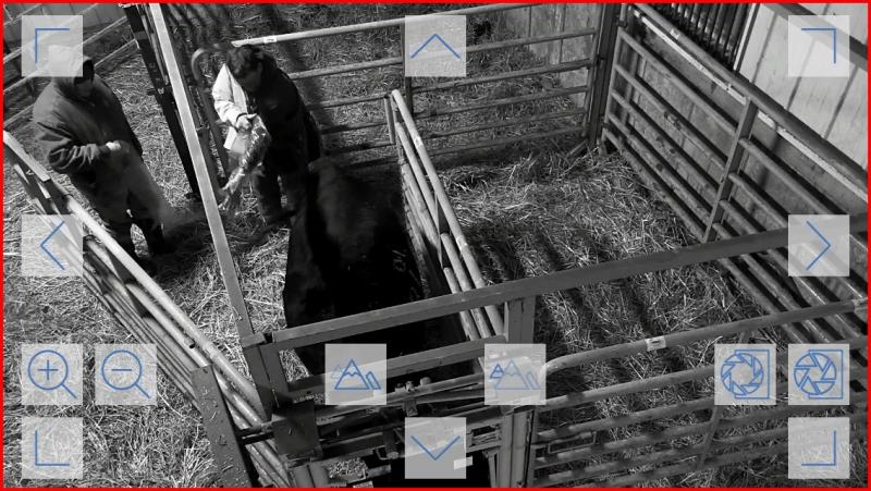 screen shot of a video screen recording a calving pen