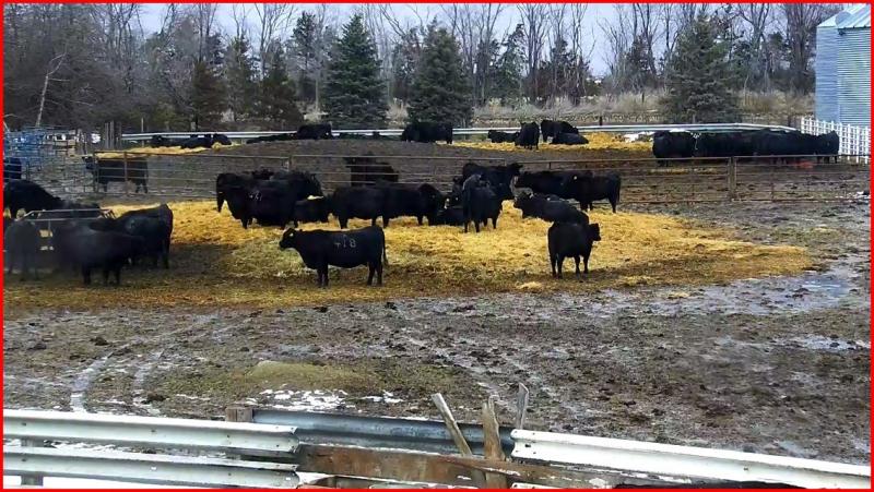 image of a video screen of cattle in a pen
