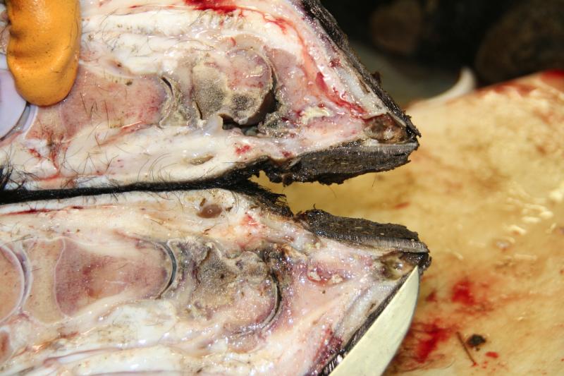 A cow's hoof split open revealing infected tissues.