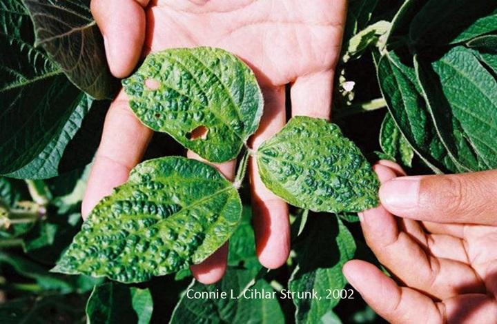 several small green leaves