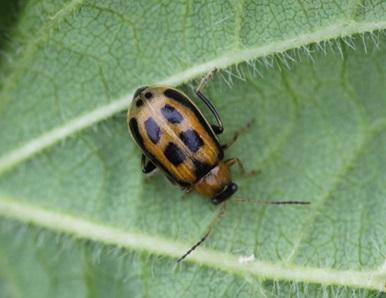 a small orange beetle with black spots