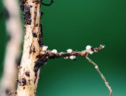 A soybean root with several small white cysts growing on it.