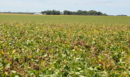 soybean field with white mold