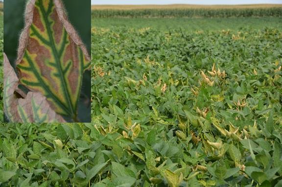 soybeans showing sudden death syndrome