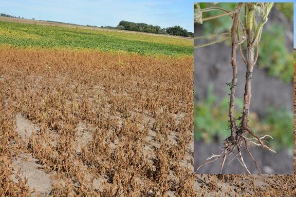 soybeans showing Phytophthora root and stem rot