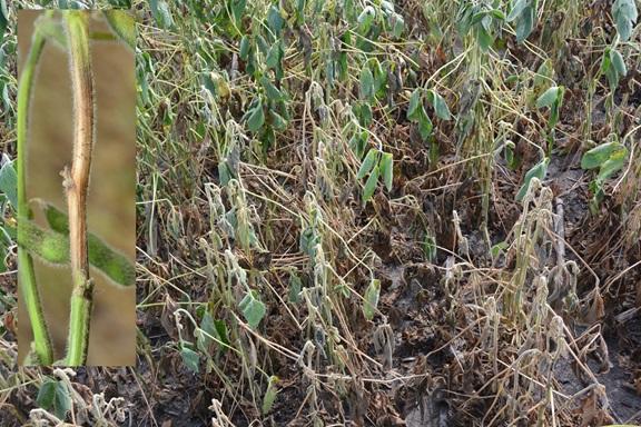 soybeans showing stem canker