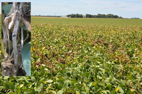 soybeans showing moderate level of white mold