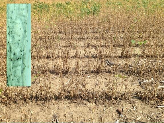 soybeans showing charcoal rot