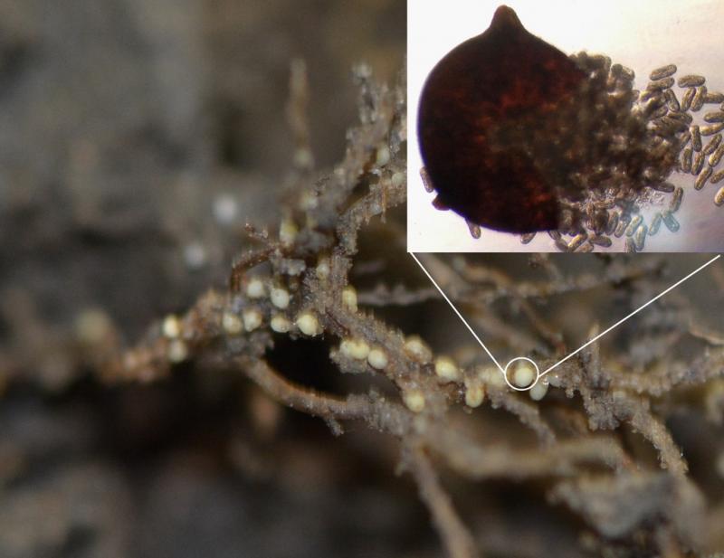 an image showing soybean roots with cyst nematode eggs