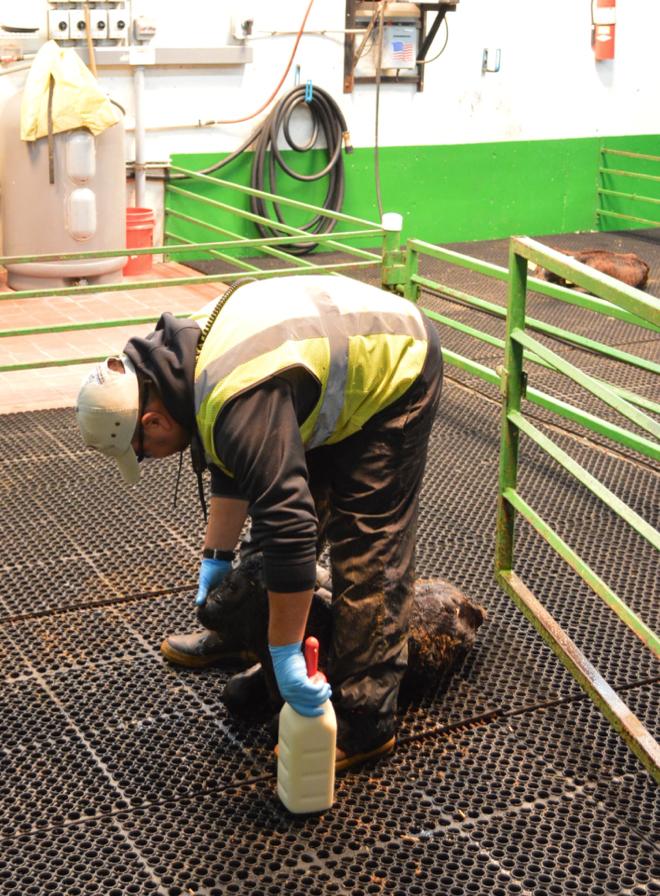 A dairy employee wearing gloves, heavy work pants, and a high visibility vest.
