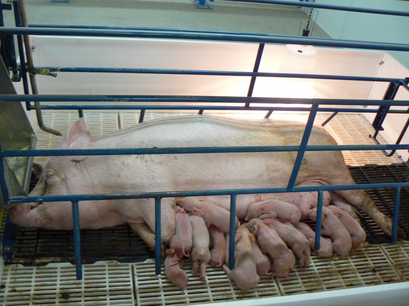 A sow laying on her side inside a stall with several piglets feeding from her.