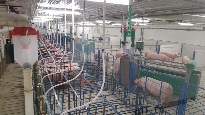 Several rows of sow pens in a swine facility.