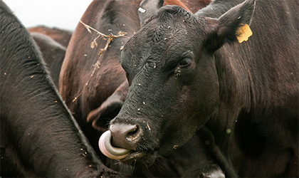Several black beef cattle close together feeding.