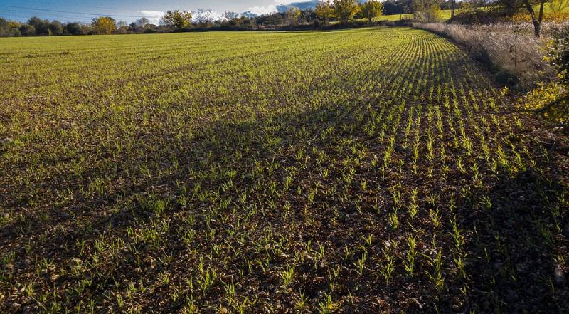 A field of emerging winter wheat in early spring.