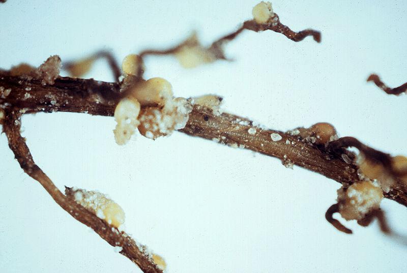 A soybean root with white cysts growing throughout