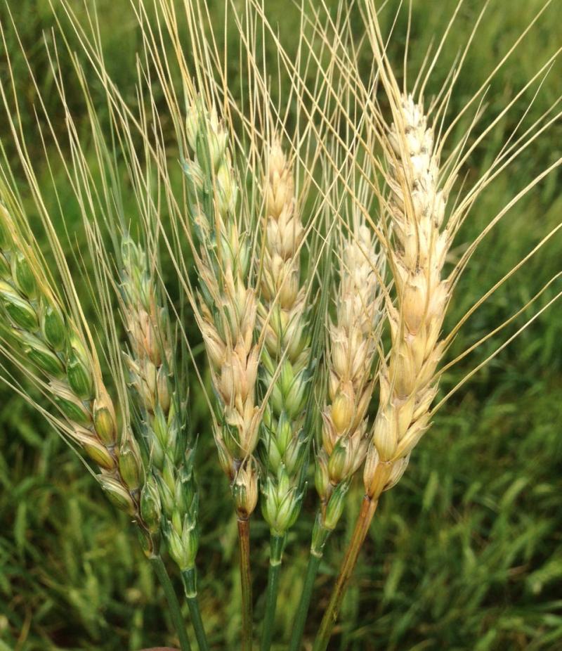 Wheat heads with extreme white-yellow bleaching.