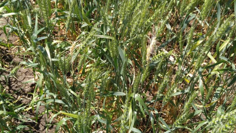 A patch of green wheat with various blades exhibiting a blond-colored head.