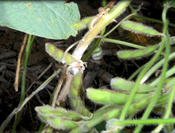 green soybeans with white mold