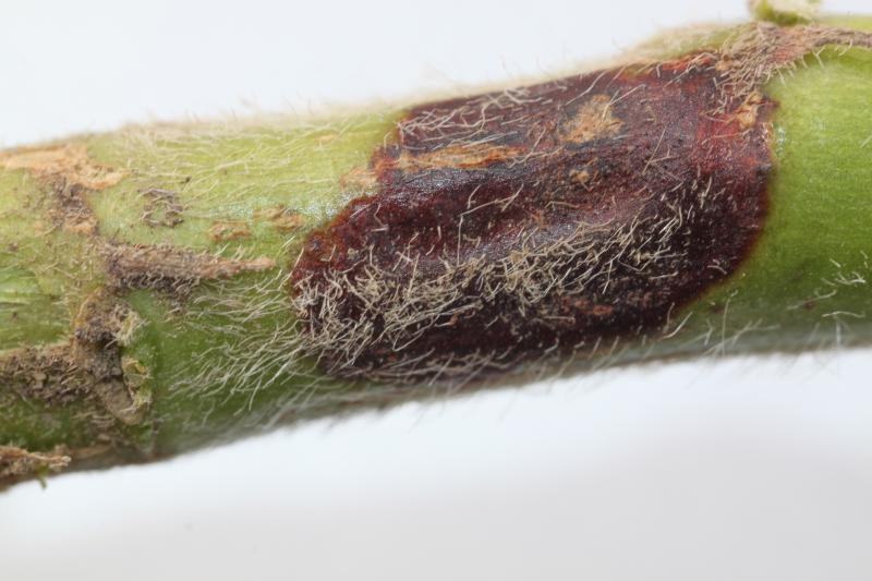 soybean stem injured