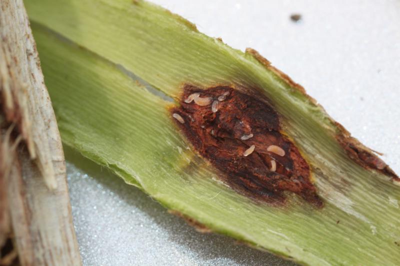 small white larvae on a green stem