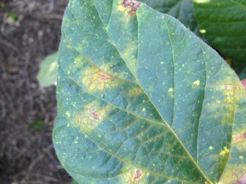 a green leaf with yellow and brown spots starting