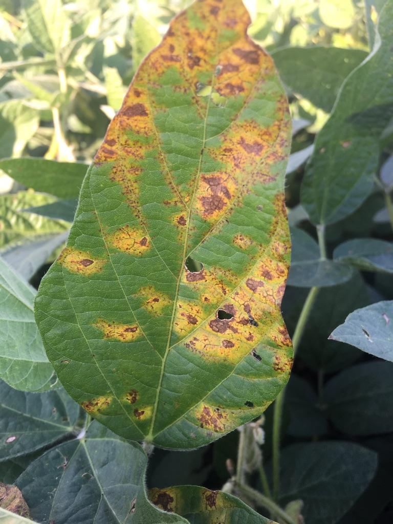 a green leaf with yellow and reddish brown spots