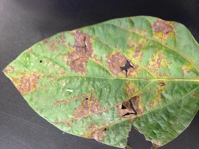 a green leaf with brown spots and holes