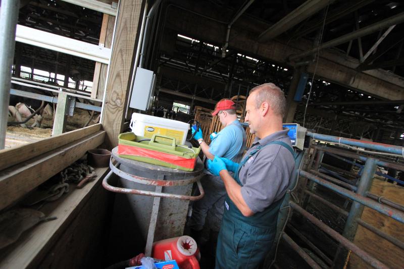 Two dairy employees working with dairy cattle health supplies.