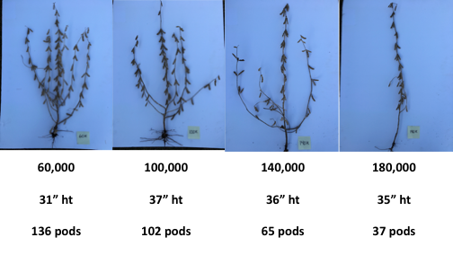 soybean plants showing difference in pods