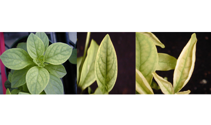 three separate images of green plants