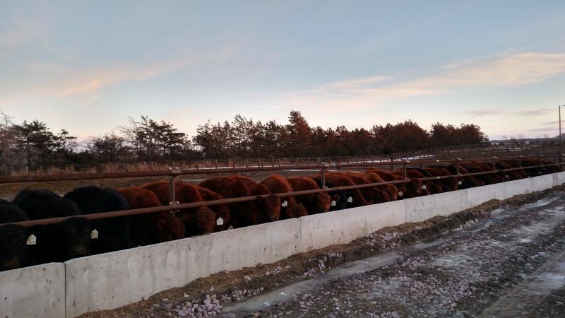 A herd of cattle feeding at a feed bunker with light snow on the ground.