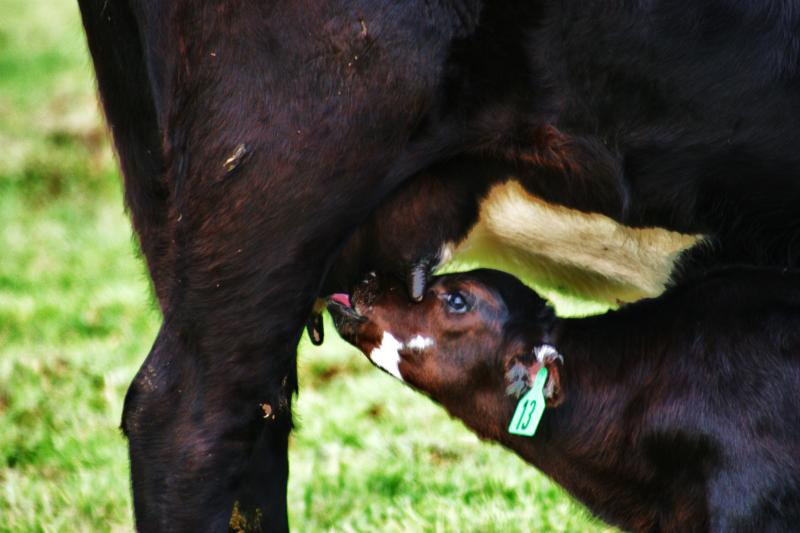 A black calf drinking milk from its mother.