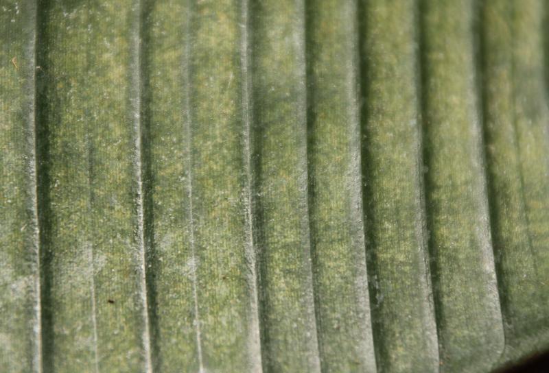 a green leaf with light spots