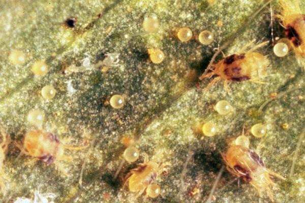 small brown spotted mites