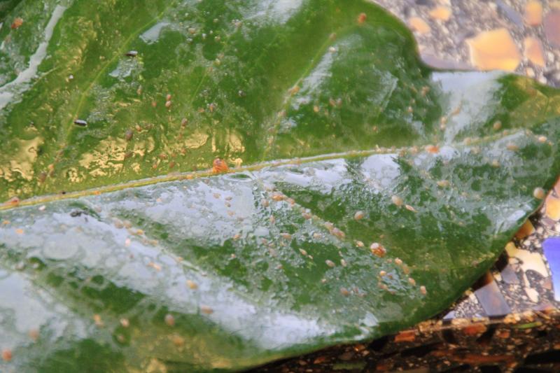 a green leave with orange mites