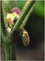 A pod sprouting from a healthy soybean plant.