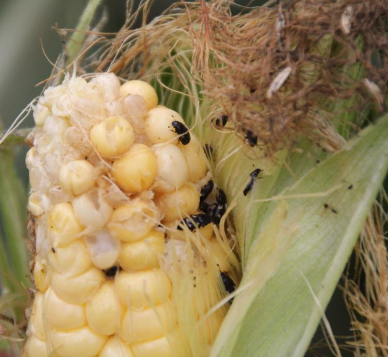 small black sap beetles on sweet corn