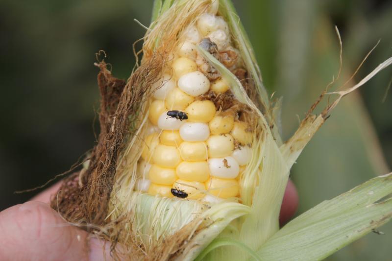 small black sap beetles on sweet corn